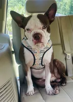 Brian, a male Boston Terrier for sale in Monticello, FL – 5 of 7