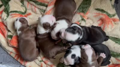 Giselle , a female Boston Terrier for sale in Monticello, FL – 3 of 8