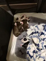Brian, a male Boston Terrier for sale in Monticello, FL – 3 of 7