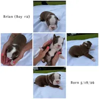 Brian, a male Boston Terrier for sale in Monticello, FL – 2 of 7