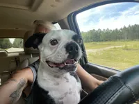 Giselle , a female Boston Terrier for sale in Monticello, FL – 7 of 8