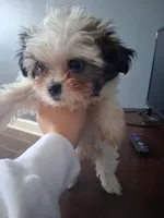 Shih Tzu, a male Shih Tzu for sale in Lawrenceburg, TN – Photo 1 of 2