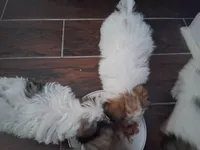 Shih Tzu, a male Shih Tzu for sale in Lawrenceburg, TN – Photo 2 of 2