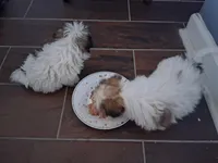 Shih Tzu #2, a female Shih Tzu for sale in Lawrenceburg, TN – Photo 2 of 2