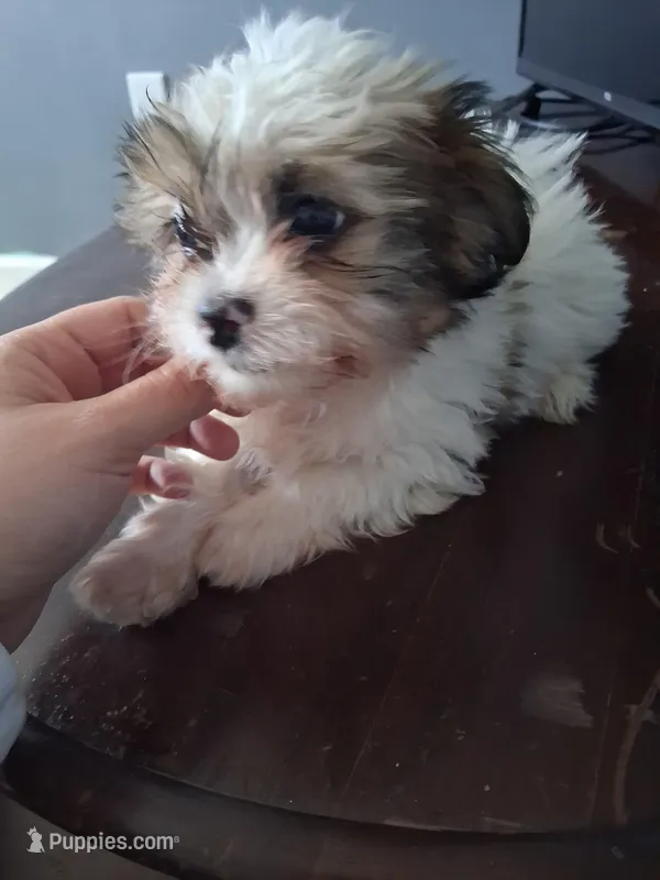 Shih Tzu #2