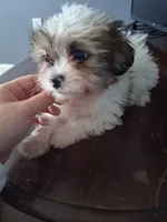 Shih Tzu #2, a female Shih Tzu for sale in Lawrenceburg, TN – Photo 1 of 2