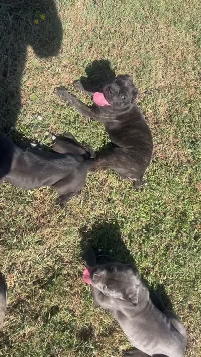 Thanos, a male Cane Corso for sale in Little Rock, AR – 3 of 3