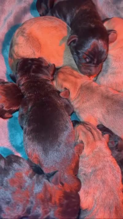 Thanos, a male Cane Corso for sale in Little Rock, AR – 2 of 3