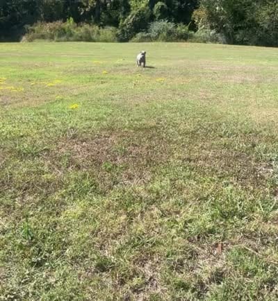 Thanos, a male Cane Corso for sale in Little Rock, AR – 1 of 3