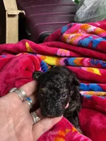 Puppy boy, a male Yorkipoo for sale in Marquette, MI – Photo 2 of 2