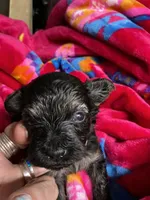 Puppy boy, a male Yorkipoo for sale in Marquette, MI – Photo 1 of 2