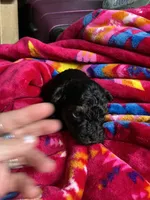 Female Yorkie poo, a female Yorkipoo for sale in Marquette, MI – Photo 2 of 2