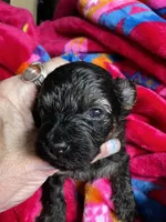 Female Yorkie poo, a female Yorkipoo for sale in Marquette, MI – Photo 1 of 2