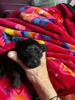 Male, a female Yorkipoo for sale in Marquette, MI – Photo 2 of 2