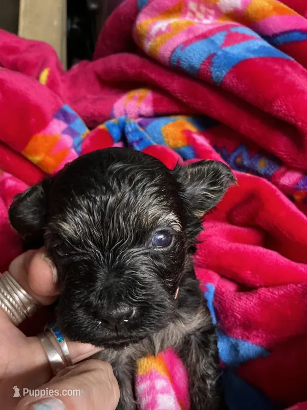 Male, a female Yorkipoo for sale in Marquette, MI – Photo 1 of 2