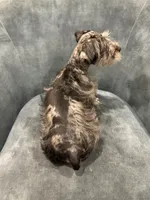 Tater, a male Miniature Schnauzer for sale in Wills Point, TX – 2 of 4