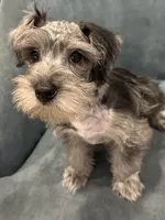 Tater, a male Miniature Schnauzer for sale in Wills Point, TX – 3 of 4