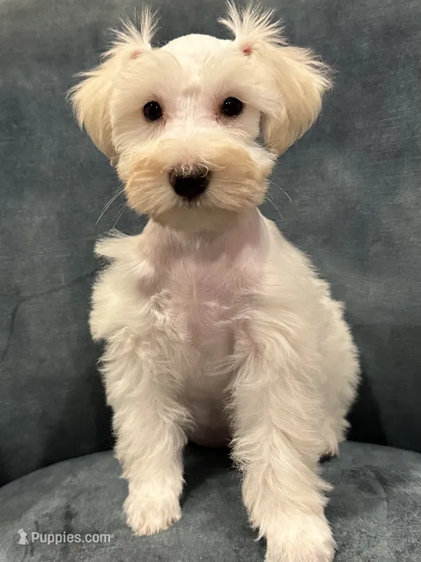 Goldie Locks – Miniature Schnauzer puppy for sale in Wills Point, TX