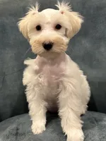 Goldie Locks, a female Miniature Schnauzer for sale in Wills Point, TX – 1 of 5