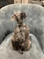 Tot, a male Miniature Schnauzer for sale in Wills Point, TX – 3 of 3
