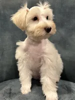 Goldie Locks, a female Miniature Schnauzer for sale in Wills Point, TX – 2 of 5