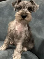 Tot, a male Miniature Schnauzer for sale in Wills Point, TX – 2 of 3