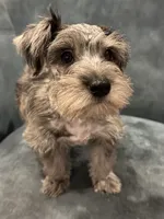 Tater, a male Miniature Schnauzer for sale in Wills Point, TX – 1 of 4