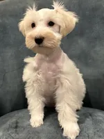 Goldie Locks, a female Miniature Schnauzer for sale in Wills Point, TX – 5 of 5