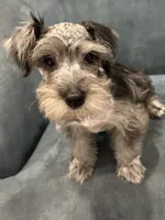 Tater, a male Miniature Schnauzer for sale in Wills Point, TX – 4 of 4