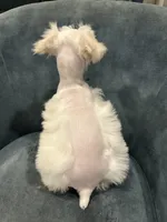 Goldie Locks, a female Miniature Schnauzer for sale in Wills Point, TX – 3 of 5