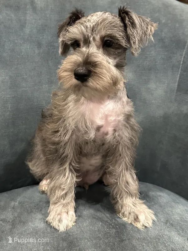 Tot – Miniature Schnauzer puppy for sale in Wills Point, TX