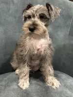 Tot, a male Miniature Schnauzer for sale in Wills Point, TX – 1 of 3
