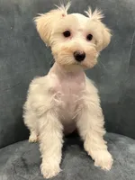 Goldie Locks, a female Miniature Schnauzer for sale in Wills Point, TX – 4 of 5