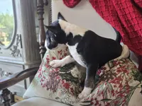 processed/498eded2-9c96-4476-aa56-28eefd60fe33/listing/3c6a6795-1f39-4edd-a8c6-1fb9c24d0db7/0912152a-8009-4ed0-857d-426f7e617ae8