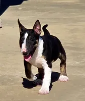 Comet, a female Miniature Bull Terrier for sale in DeRidder, LA – Photo 2 of 10