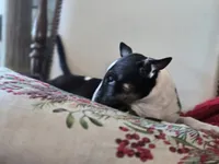 Comet, a female Miniature Bull Terrier for sale in DeRidder, LA – Photo 7 of 10
