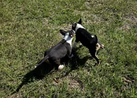 Comet, a female Miniature Bull Terrier for sale in DeRidder, LA – Photo 9 of 10