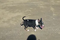 Comet, a female Miniature Bull Terrier for sale in DeRidder, LA – Photo 8 of 10