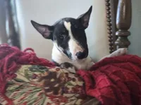 Comet, a female Miniature Bull Terrier for sale in DeRidder, LA – Photo 4 of 10