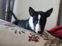 Comet, a female Miniature Bull Terrier for sale in DeRidder, LA – Photo 3 of 10