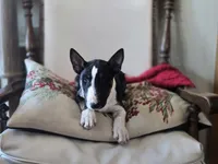 Comet, a female Miniature Bull Terrier for sale in DeRidder, LA – Photo 1 of 10