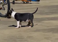 Comet, a female Miniature Bull Terrier for sale in DeRidder, LA – Photo 6 of 10