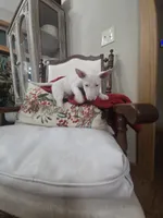 processed/498eded2-9c96-4476-aa56-28eefd60fe33/listing/d2636458-e8d5-45a4-add0-50a409bf4c3b/da931411-4750-43b1-87fd-851e28d02f91