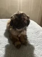 Baby g, a female Shih Tzu for sale in Benton Harbor, MI – 2 of 2