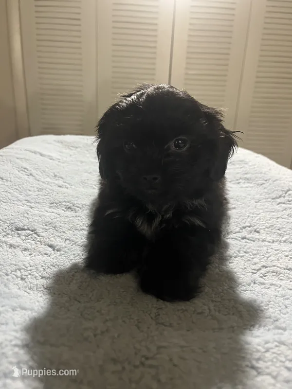 Gram – Shih Tzu puppy for sale in Benton Harbor, MI