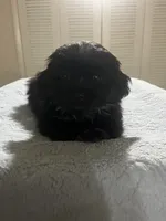 Darnell, a male Shih Tzu for sale in Benton Harbor, MI – 1 of 2