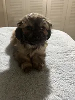 Baby g, a female Shih Tzu for sale in Benton Harbor, MI – 1 of 2