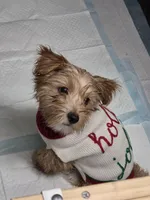 Toby Canelo, a male Yorkshire Terrier for sale in Richmond, VA – Photo 1 of 4