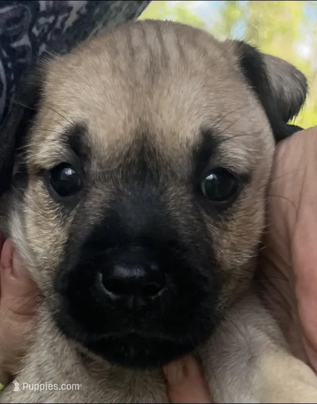 Dolly  – Miniature Schnauzer, Bullmastiff puppy for sale in Leesburg, FL