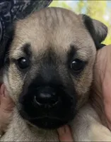 Dolly , a female Miniature Schnauzer and Bullmastiff for sale in Leesburg, FL – Photo 1 of 9